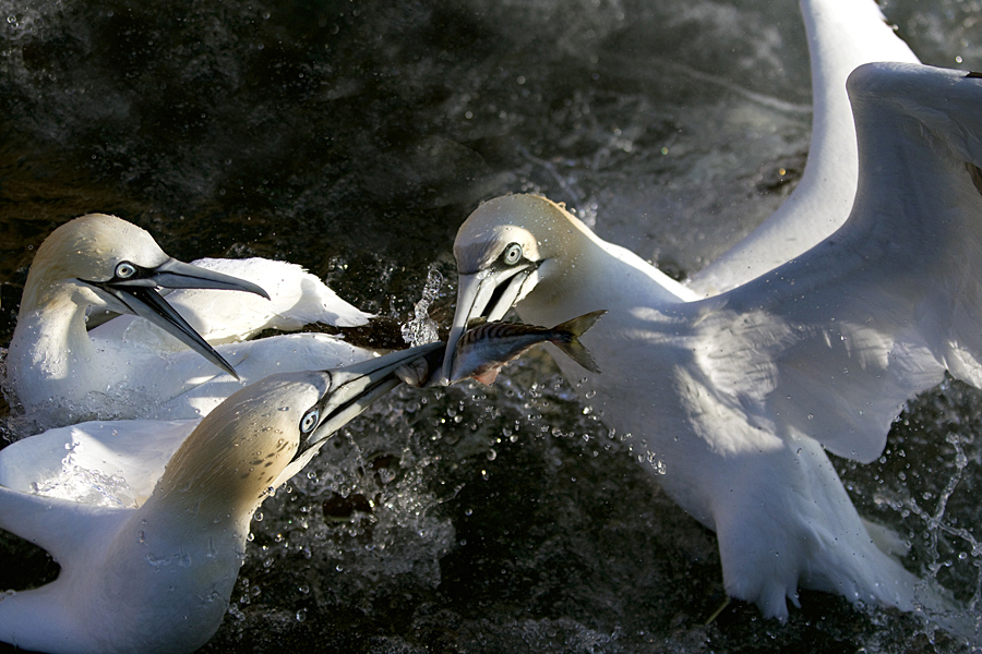  :  : Canadian Photographer, Fine Art Photographer, Alberta Photographer