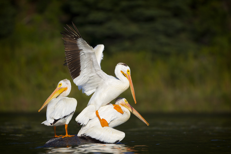 Birds