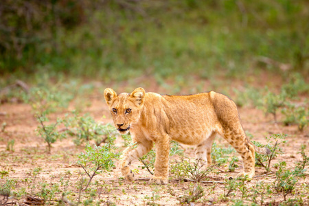 Lion Cub, Kruger National Park