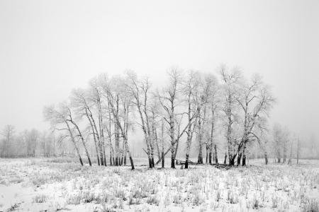 Frost and fog at Elk Island