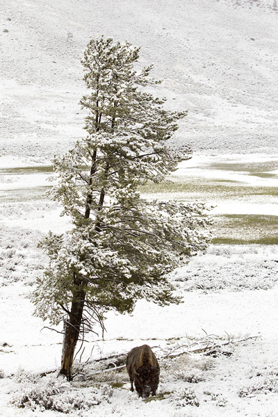 Yellowstone National Park