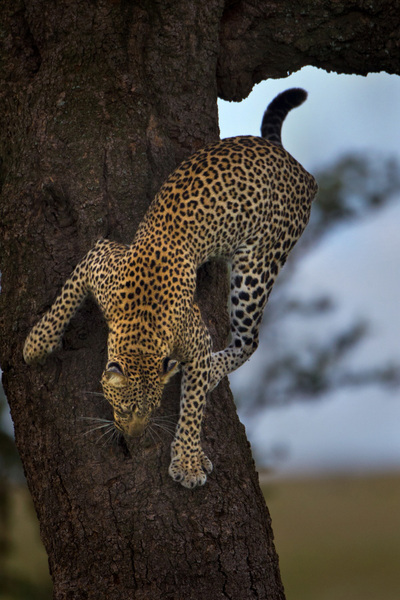 "On The Move", Serengeti, Tanzania