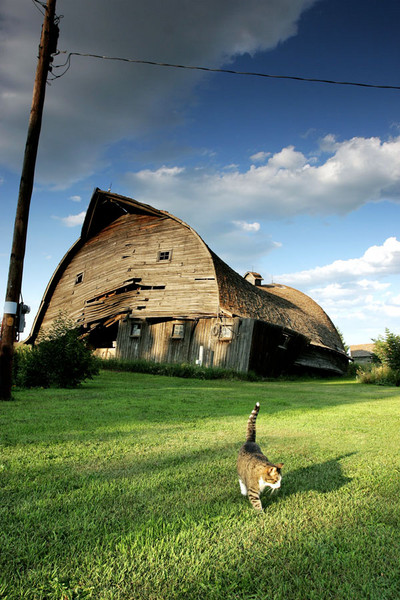 Farm Cat