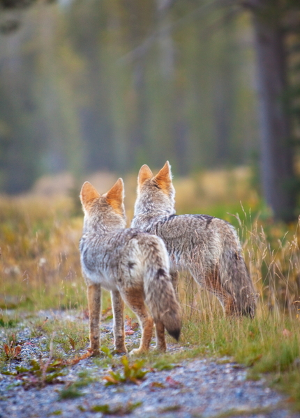 Coyote Couple