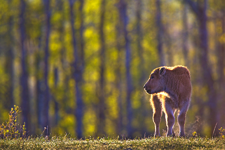 Bison Calf