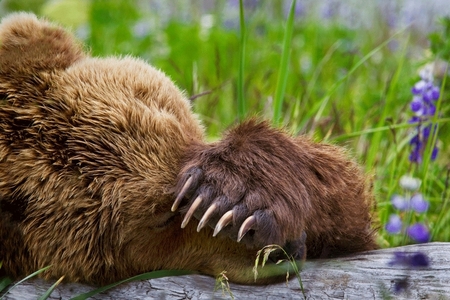 "Bear Nap"