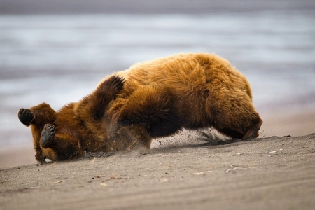 Grizzly Fight 1