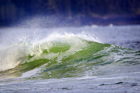 Tofino Wave