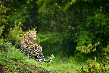 "Leopard In The Rain"