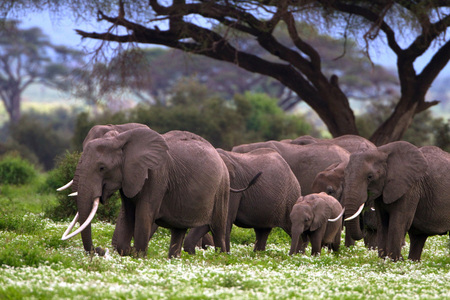 "Little Wonderful"
Amboseli, Kenya