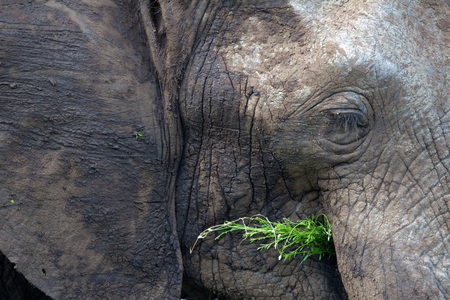 "Wrinkles" Timbavati South Africa