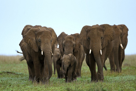 "The Protectors",
Masai Mara, Kenya