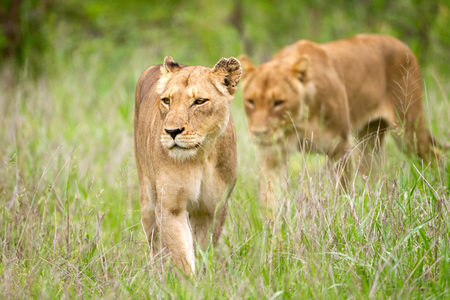 Lionesses