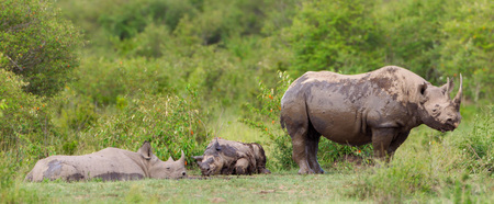 Black Rhino