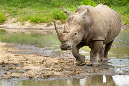 White Rhino