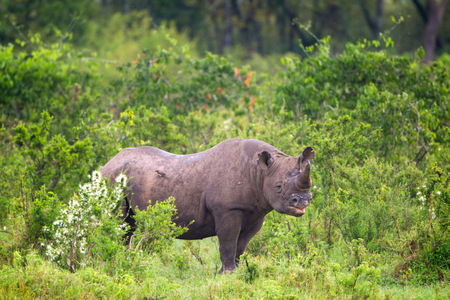 Black Rhino 2