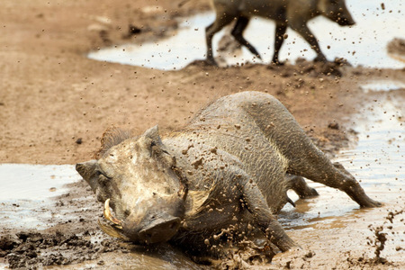 "Muddy Waters", Ngorongoro Crater, Tanzania