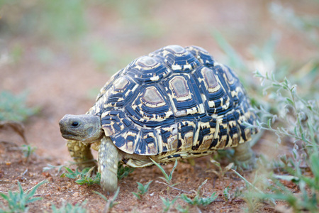 Leopard Turtle