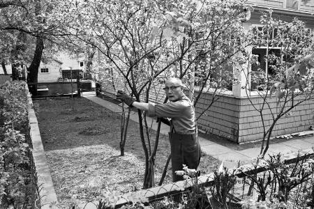 1977 Tree Trimming, Saskatoon, SK