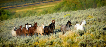 Galloping Herd