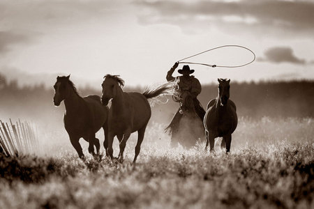 Lasso Cowboy