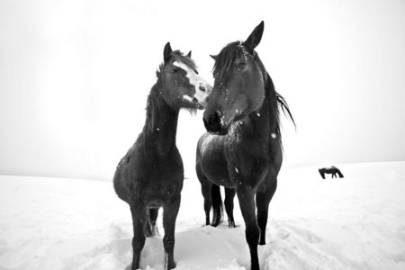 Horses in the Winter