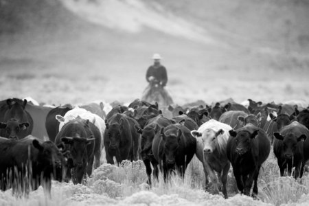 Cattle Drive