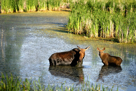 "Moose" Cow & Calf