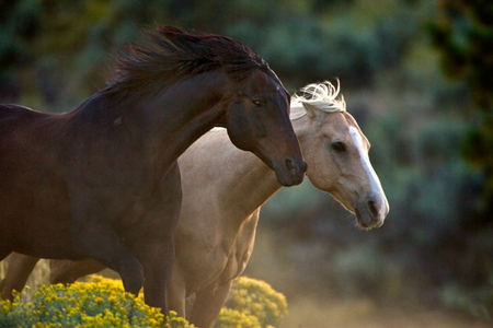 "Majestic Couple"