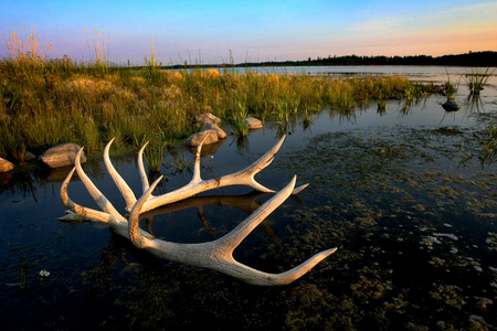 Elk Horns