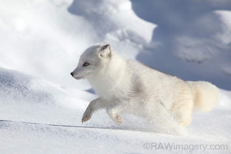 Arctic Fox 1